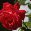 薔薇　4