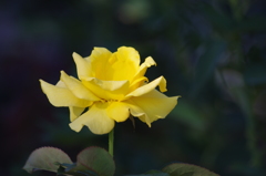薔薇　9　芝浦中央公園　７月下旬