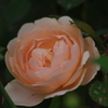 薔薇　2