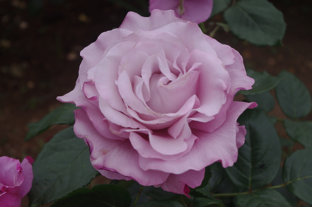 薔薇　5　芝浦中央公園