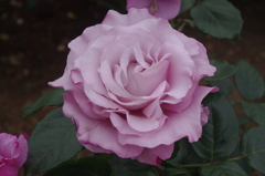 薔薇　5　芝浦中央公園