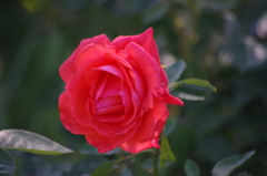 ザ・プリンスパークタワー東京　５月　薔薇　6