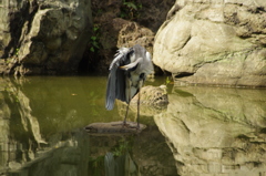 羽繕い　アオサギ　3　清澄庭園　8月