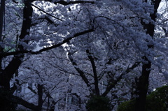 公園の桜並木