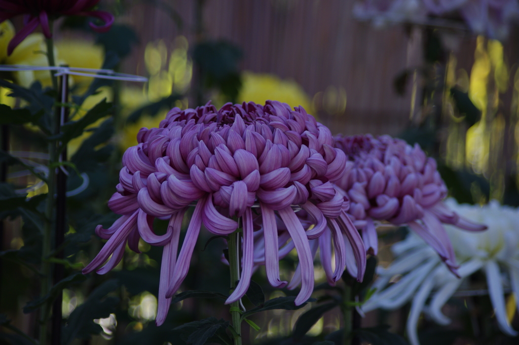 菊　3