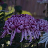 菊　3
