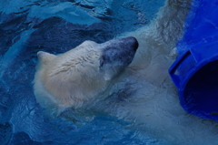 冬でも水が恋しい白熊君　上野動物園