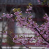 パークタワー東京の河津桜　2