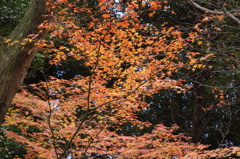 紅葉　6　六義園　１２月