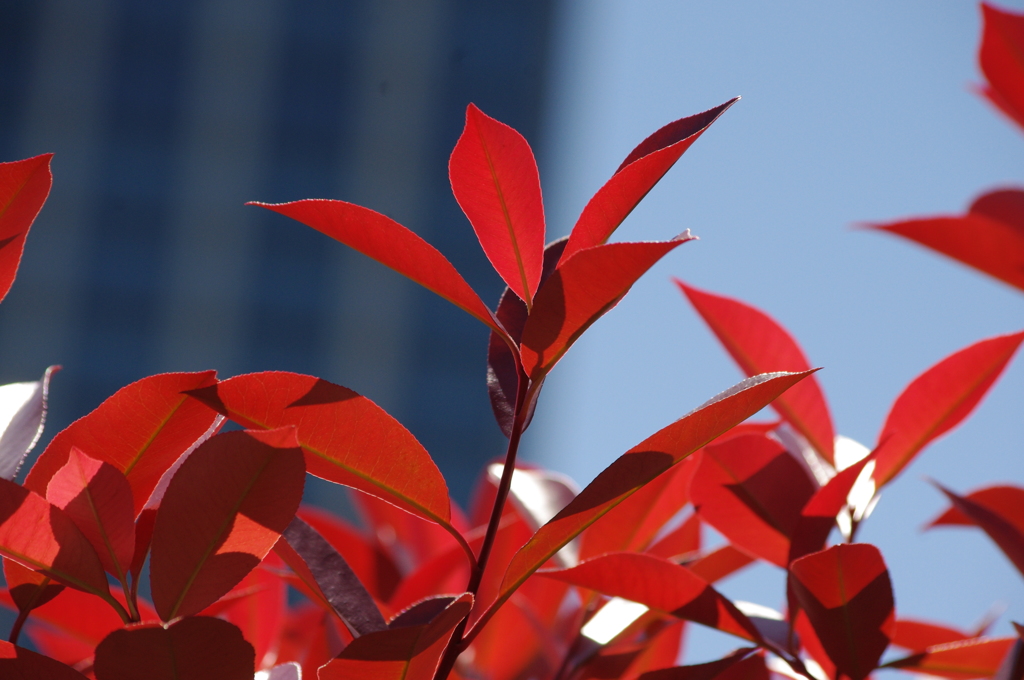日差しに紅く映えた葉っぱ　芝浦中央公園