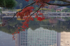 紅葉と池
