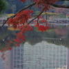 紅葉と池
