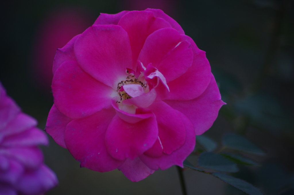 薔薇　7