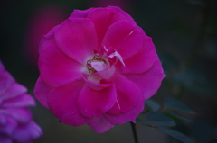 薔薇　7