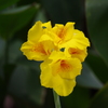 カンナ　芝浦運河　花壇