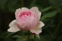 薔薇　25