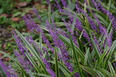 斑入りヤブラン