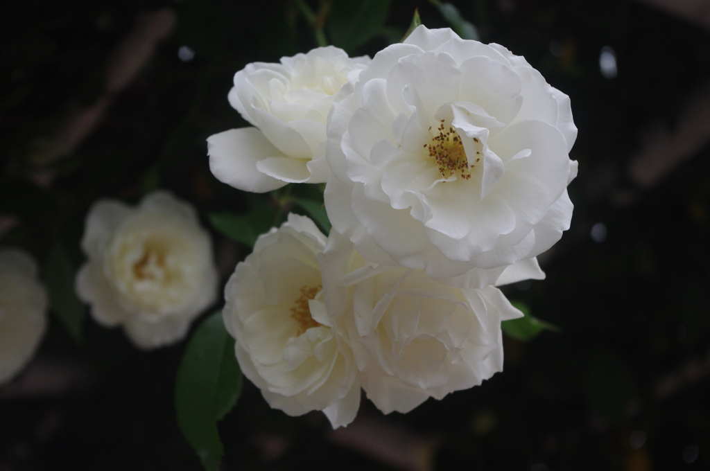 薔薇　６　芝浦中央公園