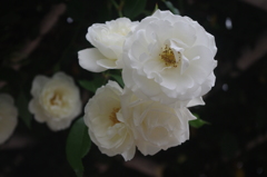 薔薇　６　芝浦中央公園