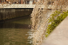 目黒川の桜　4