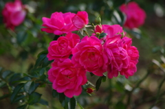 薔薇　1