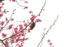 梅とメジロ