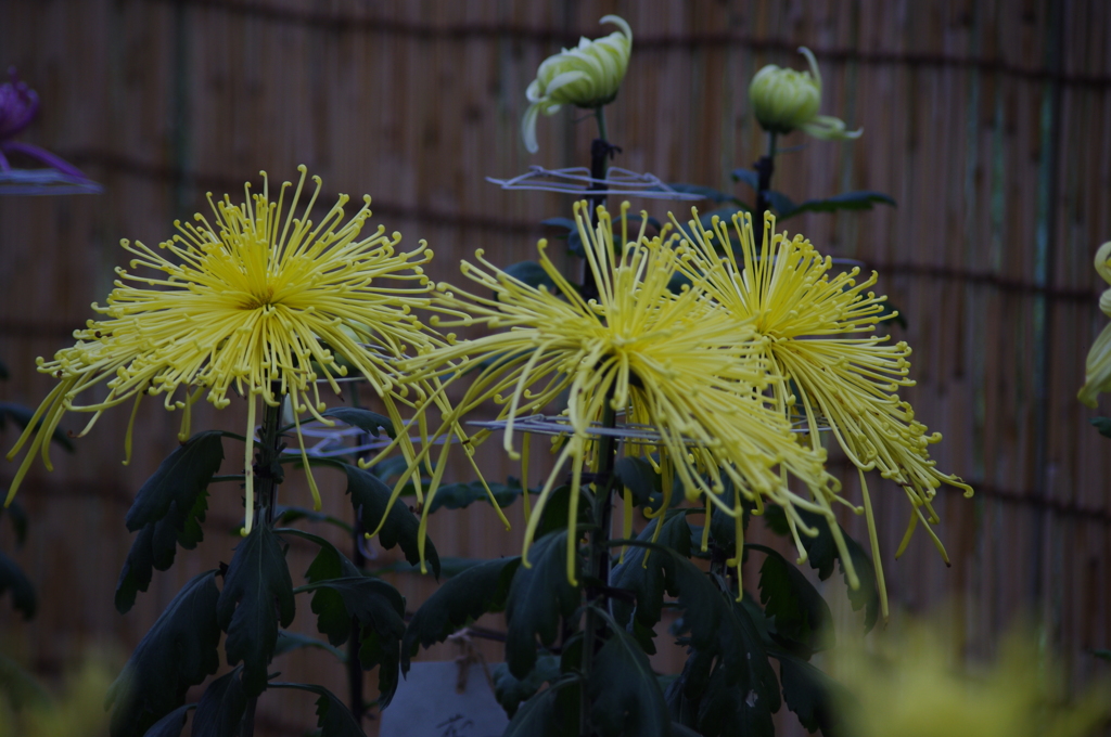 菊　3　
