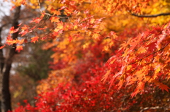 山寺での紅葉