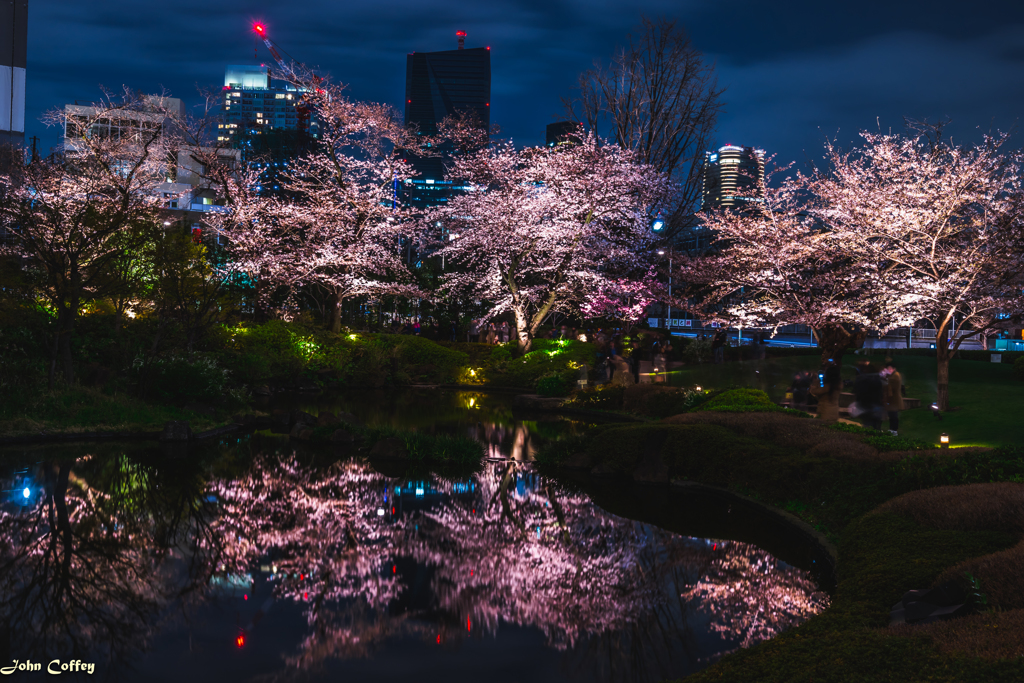 都会の桜