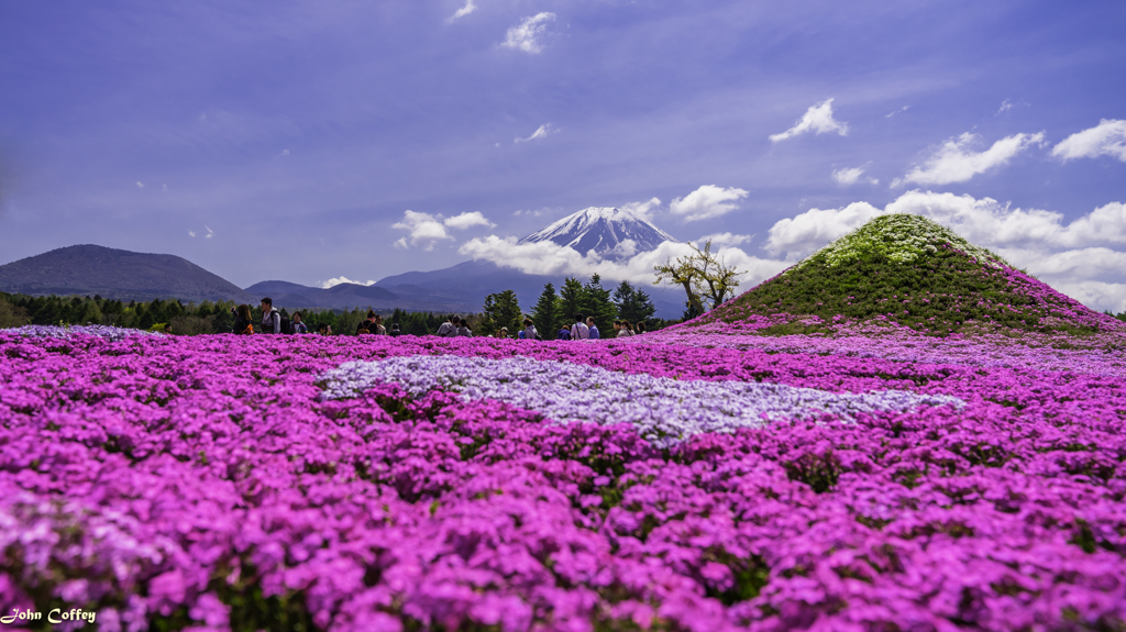 富士芝桜まつりにて