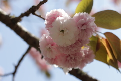 ぼたん桜 