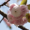 ぼたん桜 