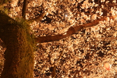 菊池神社の夜桜