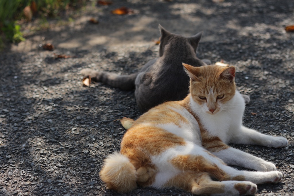 福岡の相の島の猫