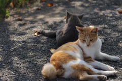 福岡の相の島の猫