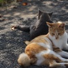 福岡の相の島の猫