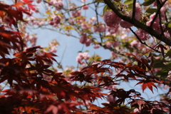 ぼたん桜と紅葉