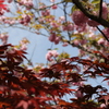ぼたん桜と紅葉