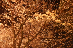 菊池神社の夜桜