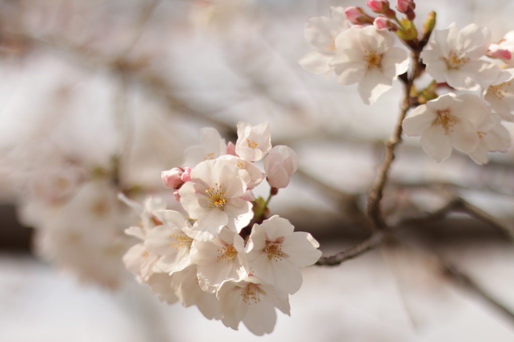 菊池神社の桜