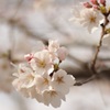菊池神社の桜