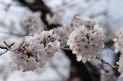 菊池神社の桜