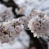 菊池神社の桜