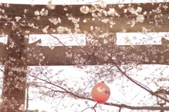 鳥居と桜