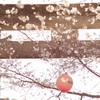 鳥居と桜