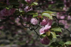 ぼたん桜