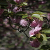 ぼたん桜