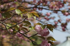 ぼたん桜