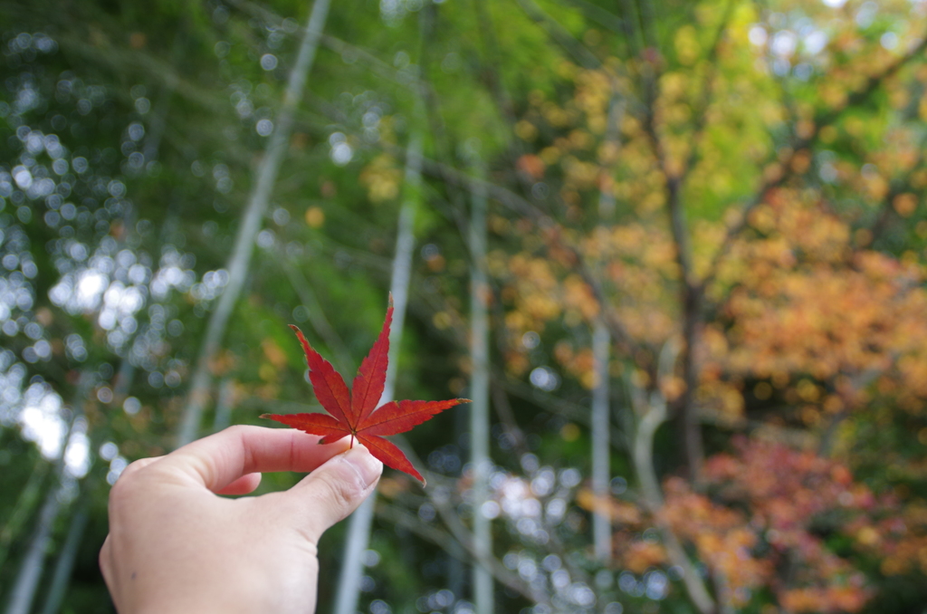 京都　紅葉