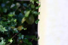 My Garden